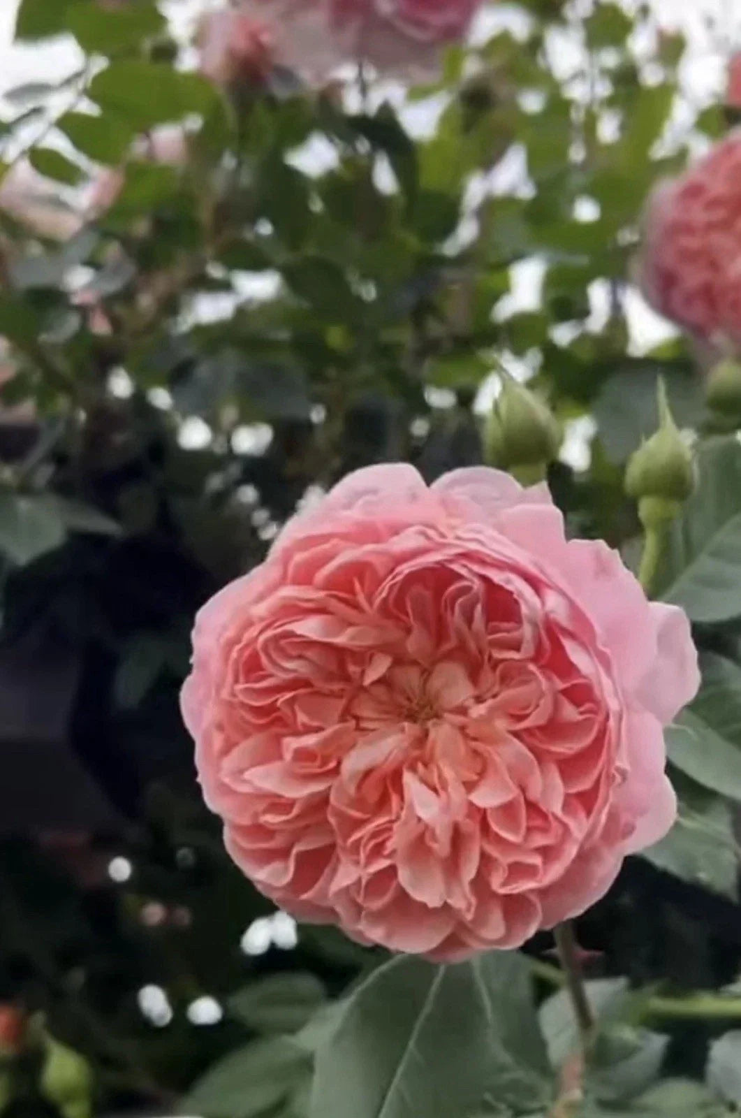 Colette Climbing Rose Cuttings - 3 Fresh 6” Unrooted - Rosa 'Colette' - Fragrant Garden Roses for Trellises & Fences