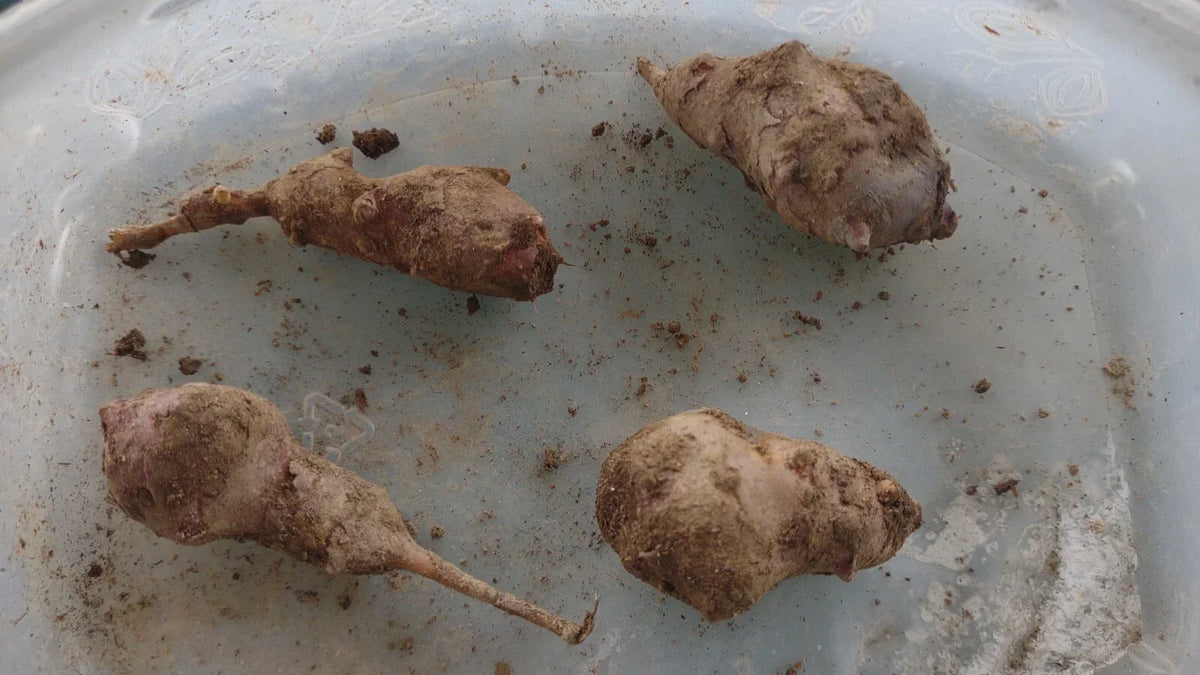 Jerusalem Artichoke Tubers 4 Large Red Organic Helianthus tuberosus for Planting