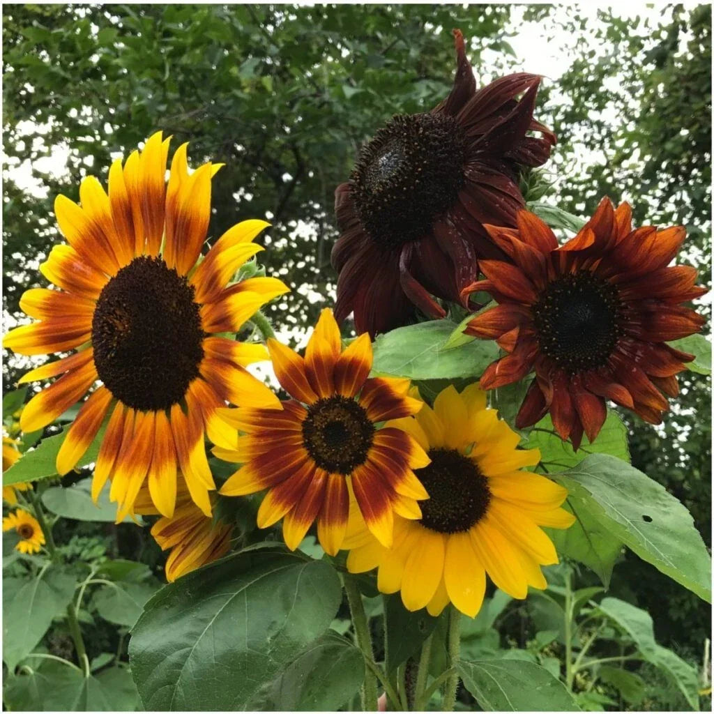 Autumn Beauty Sunflower Seeds - 100+ Non-GMO Organic - Helianthus annuus - Vibrant Yellow, Orange, Red Blooms for Garden