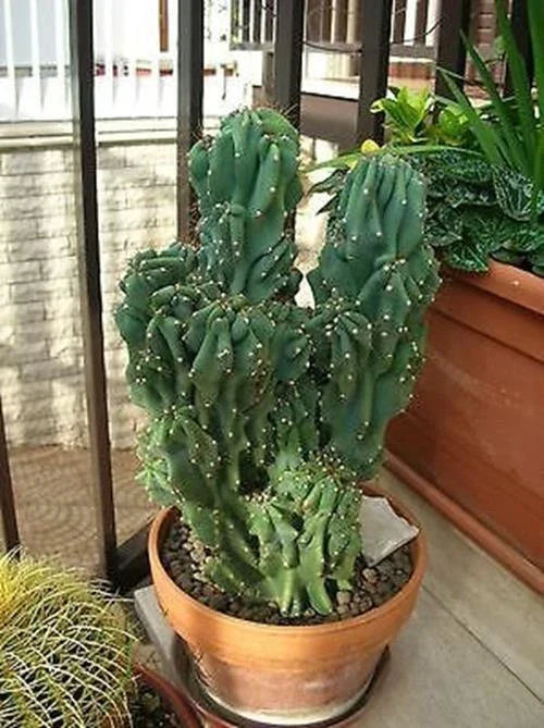 Cereus Peruvianus Monstrose Cactus Seeds - 5 Pack - Unique Twisted Growth - Rare Monstrosus Variety - Exotic Cactus Seeds