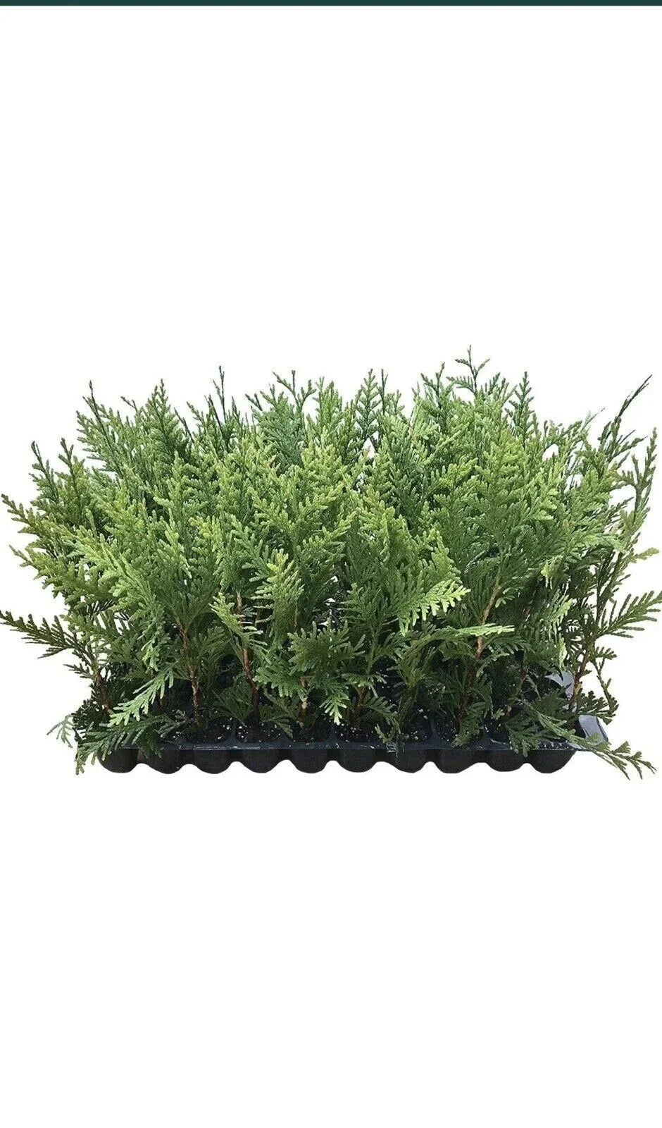 5 Green Giant Arborvitae Trees, Thuja Plicata, Fast Growing Evergreen Privacy Shrubs, Pest Resistant, Bare Root