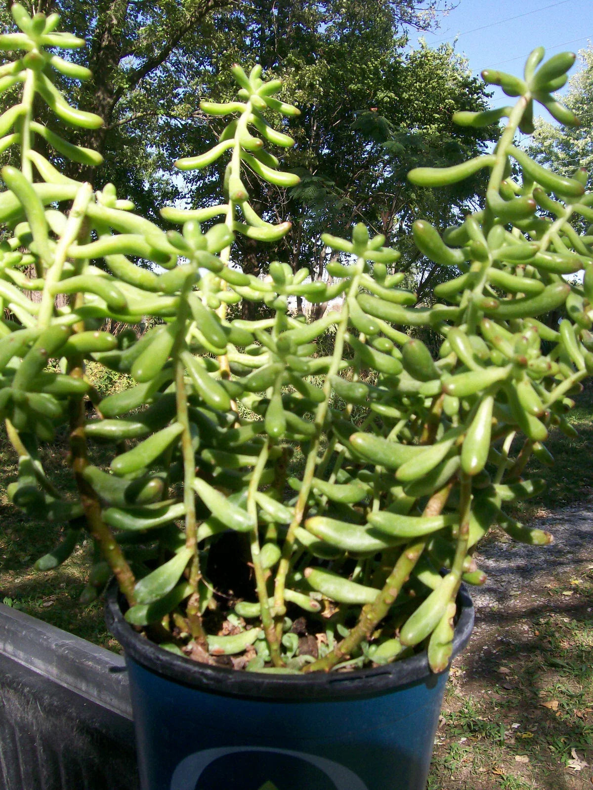 Sedum Plant Starter - Sedum Salsa - Drought Tolerant - Low Maintenance - Freshly Dug Roots - Sedum spp.