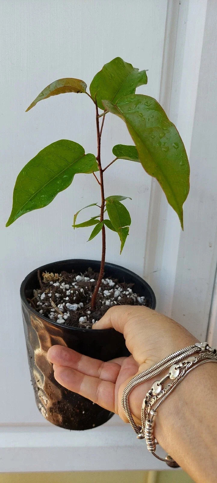 Gumbo Limbo Seedlings 8" Live Bursera Simaruba Trees for Sale - Tropical Resilient Plants for Container Gardening