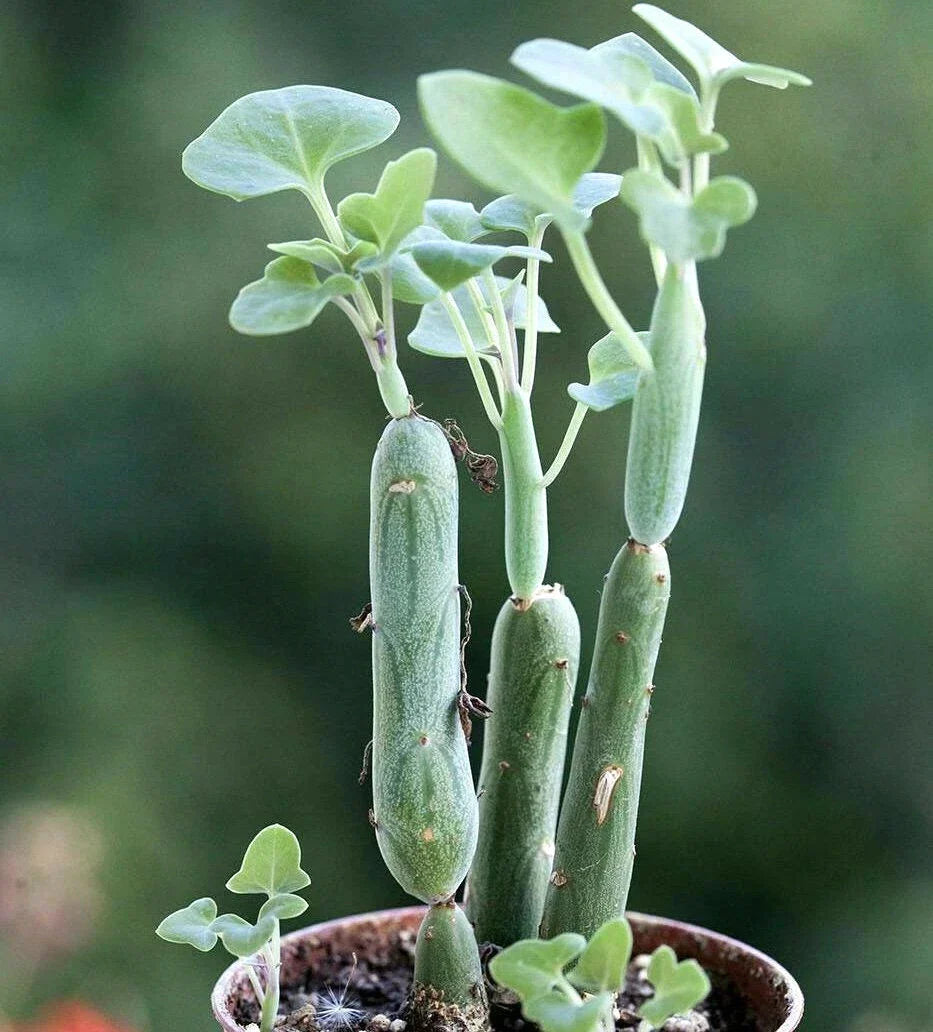 Rare Senecio Articulatus Candle Plant - 2" Diameter Rooted Succulent - Unique Indoor Houseplant for Collectors - Senecio articulatus