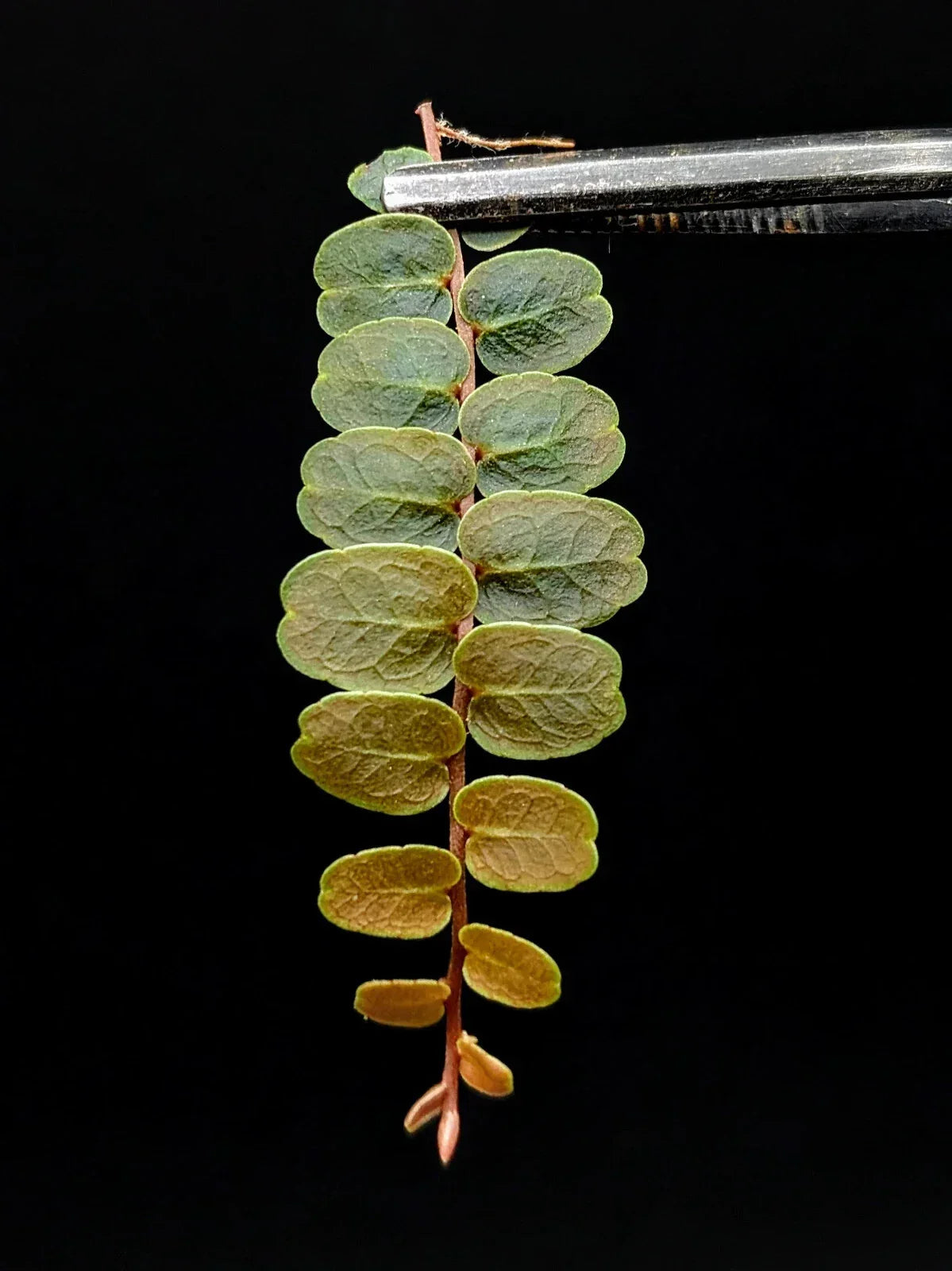 Marcgravia sp. Mendez Cutting - 10-Leaf Indoor Terrarium Plant for Easy Gardening - Trailing Vine, Low Maintenance
