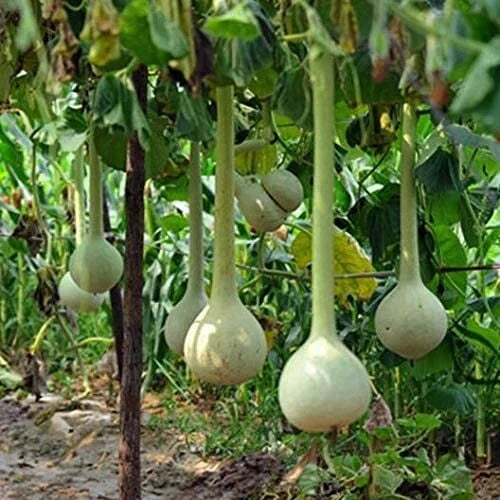 Dipper Gourd Seeds - 10 Pack - Unique Decorative Gourds - Lagenaria siceraria - Easy to Grow for Crafts & Cooking