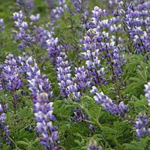 Arroyo Lupine Seeds 500 Count - Purple Flowers - Lupinus Succulentus - Drought-Tolerant Wildflower for Pollinator Gardens