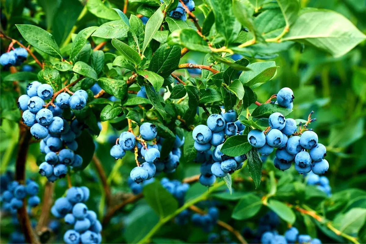 Blueberry Bush Seeds 250+ Northern Blueberry Vaccinium corymbosum - High Yield Home Garden Planting Seeds