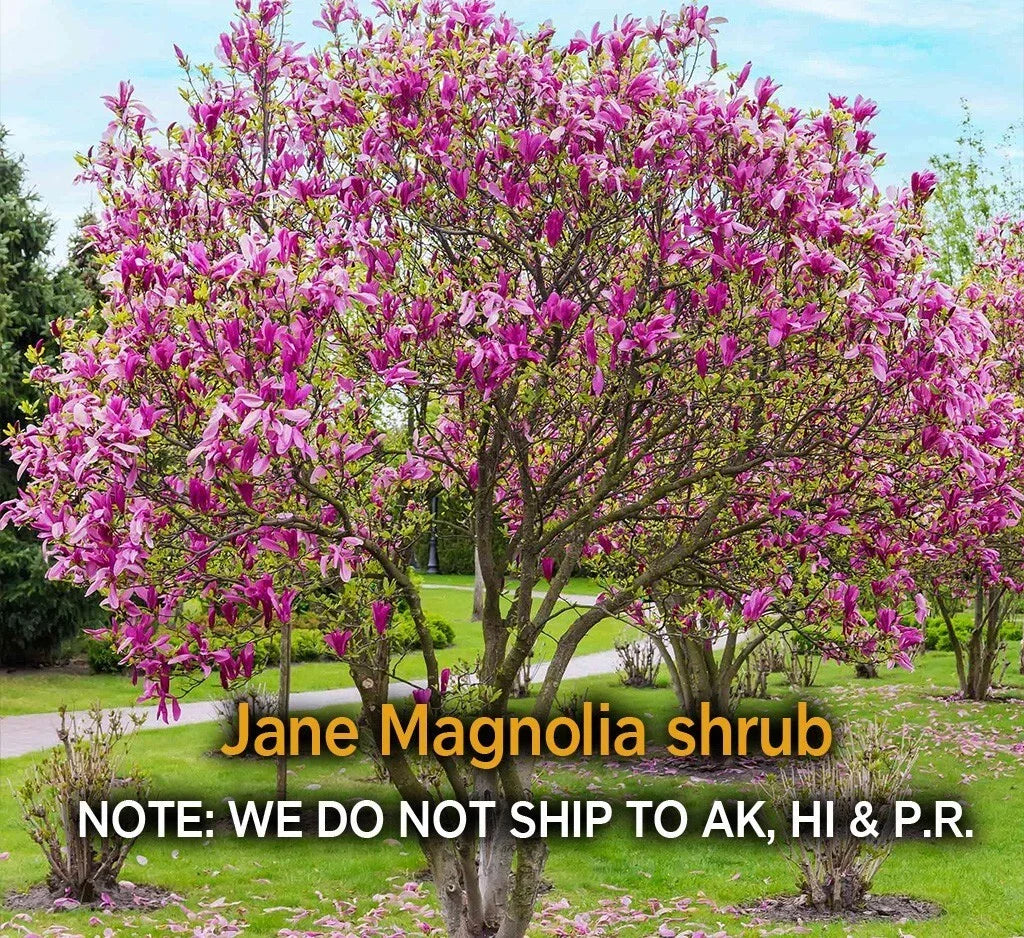 Jane Magnolia Shrub Live Plant 2.5" Pot Cold Hardy Spring Blooms Magnolia x Jane Zones 4–7
