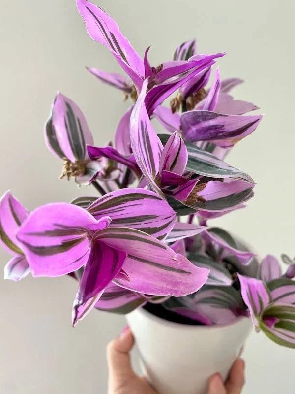 Tradescantia Nanouk Bubblegum Pink - 4” Live Rooted Wandering Jew Houseplant - Vibrant Variegated Foliage - Tradescantia albiflora 'Nanouk'