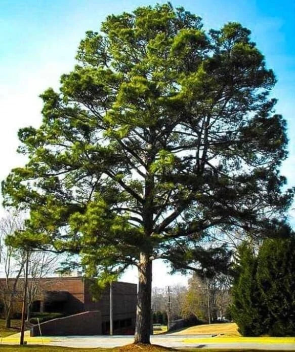 Loblolly Pine Tree Seedlings - 1-2 Feet - Fast-Growing Evergreen - Pinus taeda - Ideal for Landscaping and Reforestation