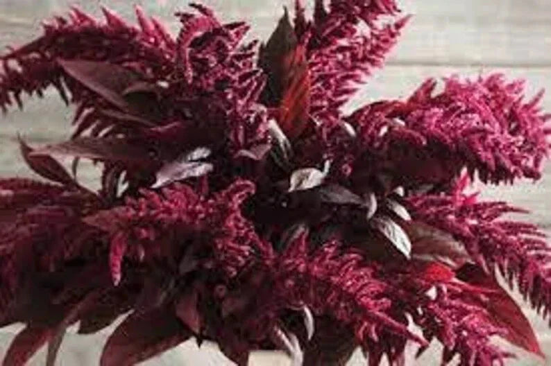 Red Spike Amaranthus Seeds - 100 Organic Seeds - Amaranthus cruentus - USA Grown, Non-GMO, Attracts Pollinators