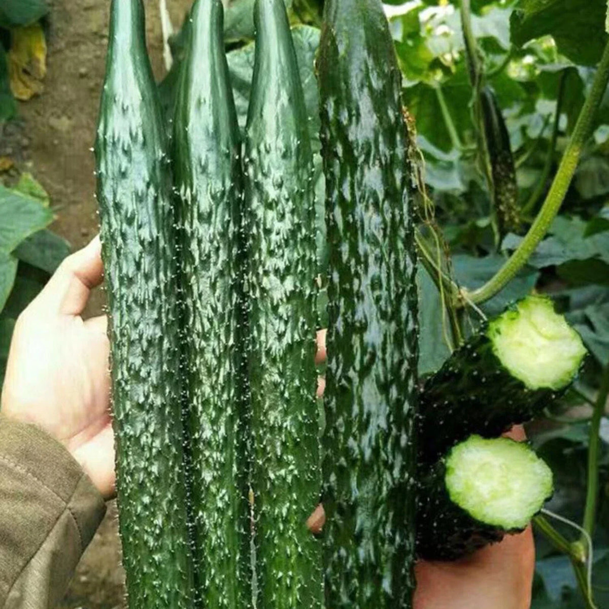 60pcs Asian Suyo Long Cucumber Seeds - Heirloom Non-GMO Cucumis sativus - Vegetable Garden Seeds for Home Gardening