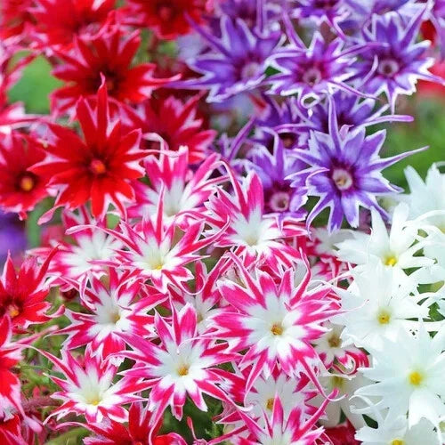 Phlox Seeds - Twinkle Mix Flower Seeds - Phlox paniculata - Non-GMO, Attracts Pollinators, Easy to Grow - 100 Seeds