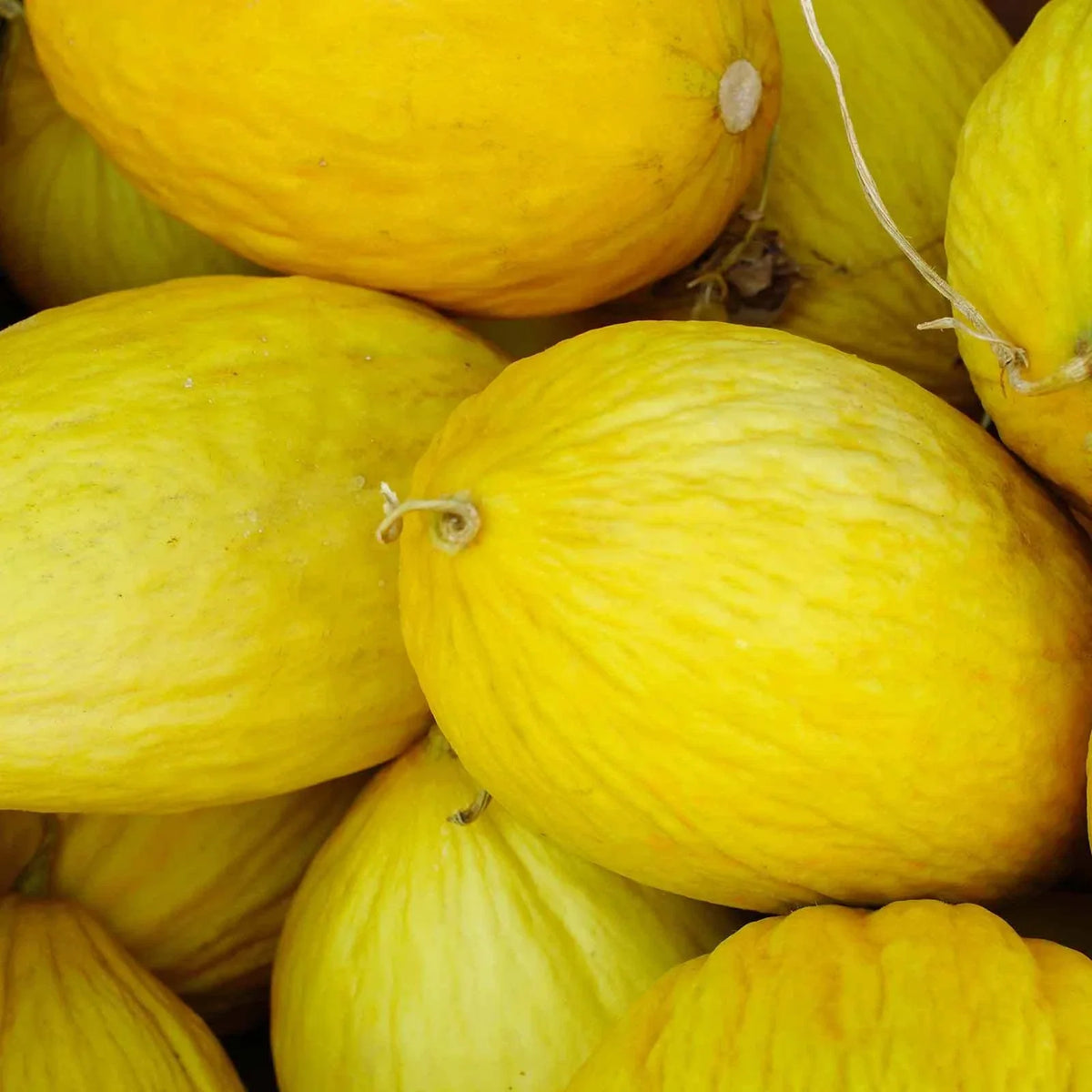 Crenshaw Melon Seeds Heirloom NON-GMO Variety | Cucumis melo | Sweet Orange Flesh | Multiple Pack Sizes Available