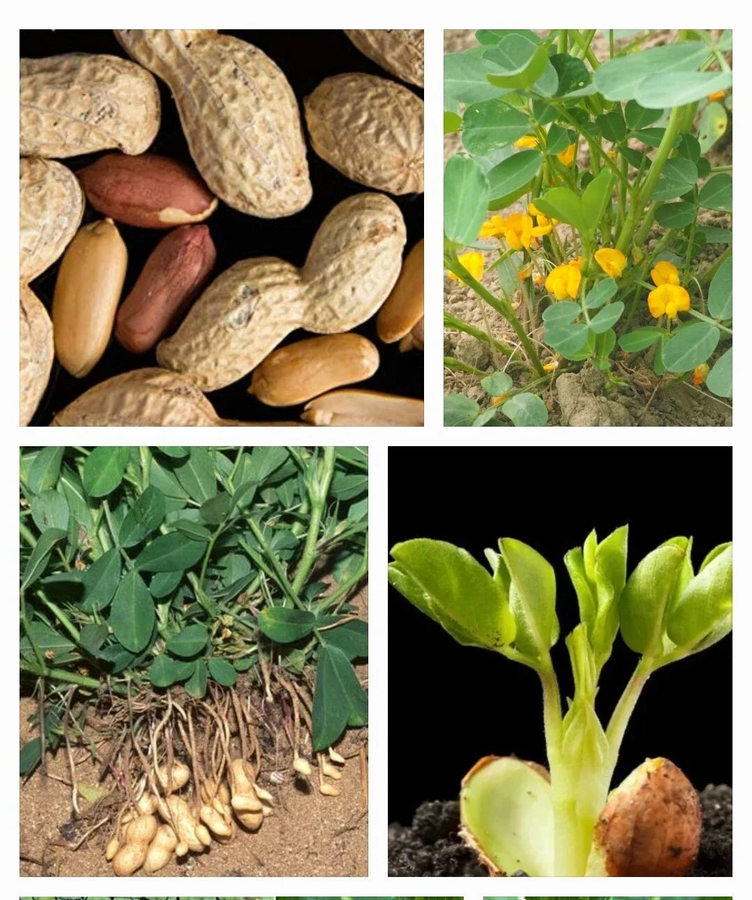 Garden Peanut Seeds - 25+ Heirloom Arachis hypogaea - USA Grown Groundnut, Non-GMO, Easy to Grow, Expiry 12/2024