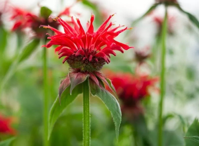 Bare Root Bee Balm Plant (1) - Fiery Red Shades, Cold Resistant Perennial, Monarda spp. for Summer & Fall Blooms