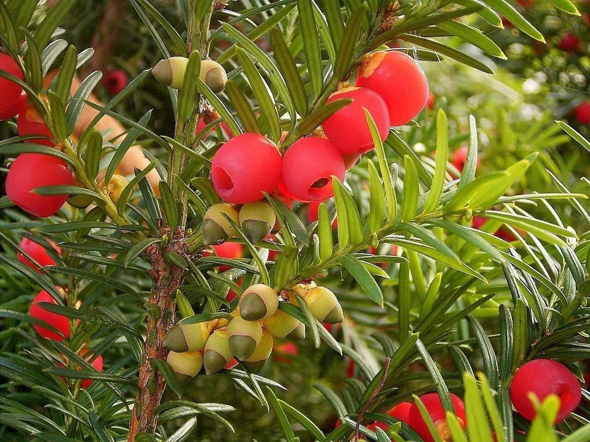30 English Yew Tree Seeds - Taxus baccata - Evergreen with Red Fruit - Hardy Ornamental Garden Seeds