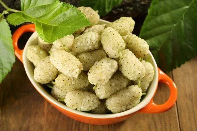 50+ White Mulberry Tree Seeds - Morus Alba - Non-GMO Organic Seeds for Gardening
