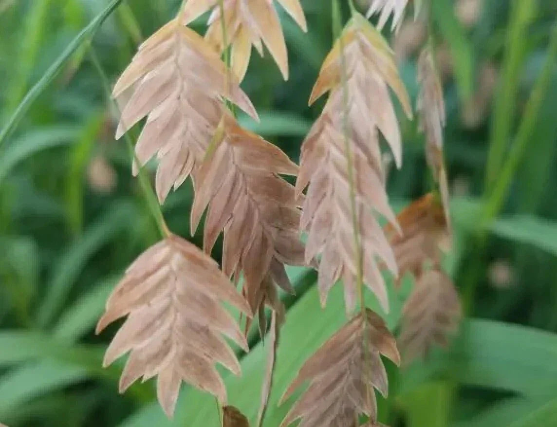 Northern Sea Oats Grass Seeds - 100 Pack - Chasmanthium latifolium - Ornamental Perennial Grass for Landscaping