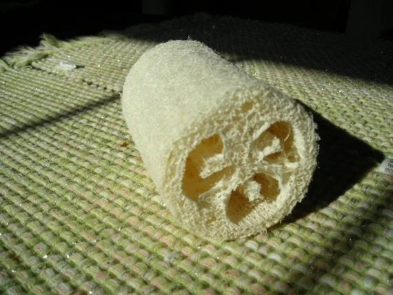 Luffa Sponge Gourd Seeds - 7 Count Packet - Eco-Friendly Natural Sponges - Luffa aegyptiaca