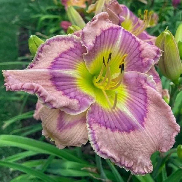 Live Daylily Plant 1-Gallon Forever Princess Rebloomer Hemerocallis 'Forever Princess' Soft Pink Flowers