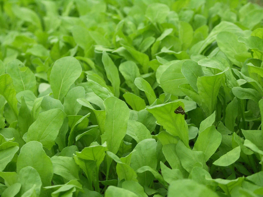 Arugula Seeds 1000+ Heirloom Non-GMO Eruca sativa for Herb Garden - Fast-Growing, Flavorful Greens - Free Shipping