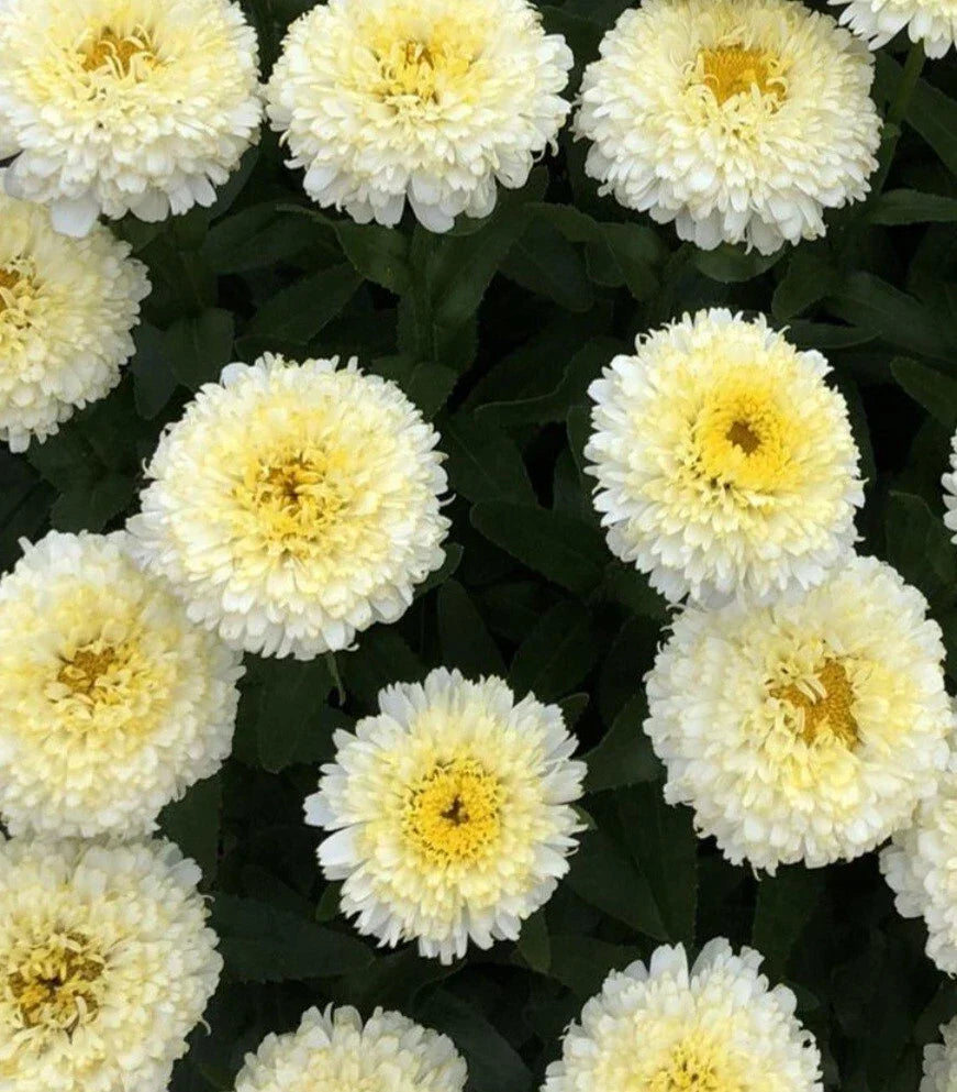 Shasta Daisy Luna Bare Root Plants - Gold & Yellow Flowers - Leucanthemum × superbum - Clumping Perennial (Set of 2)