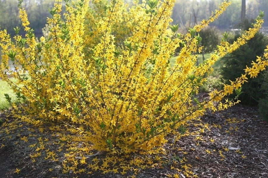 Forsythia Cuttings, 6-8" Long, Gold Edge Variety, Forsythia viridissima var. koreana - Vibrant Foliage for Garden Enhancement