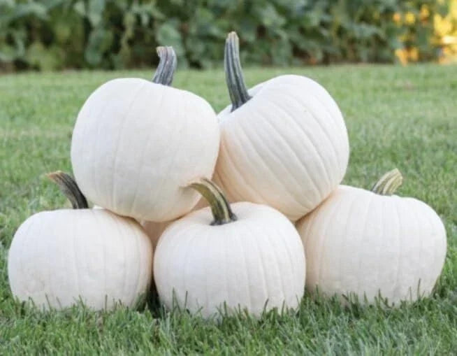 White Gold Pumpkin Seeds - 10 Count - Heirloom Variety - Cucurbita pepo - Perfect for Garden & Seasonal Decor