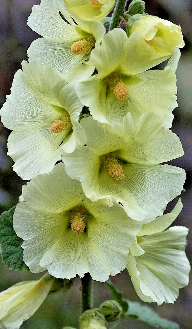 Giant White Hollyhock Seeds 50 Pack - Hardy Perennial, Easy to Grow, Alcea rosea, Attracts Pollinators, USA Seller