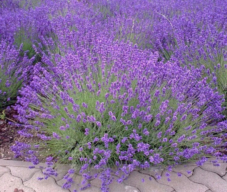 Lavender Plants Set - 4in Pot - Spanish Eyes - Lavandula ‘Spanish Eyes’ - Aromatic Ornamental Herb - 3-6 Inches Tall