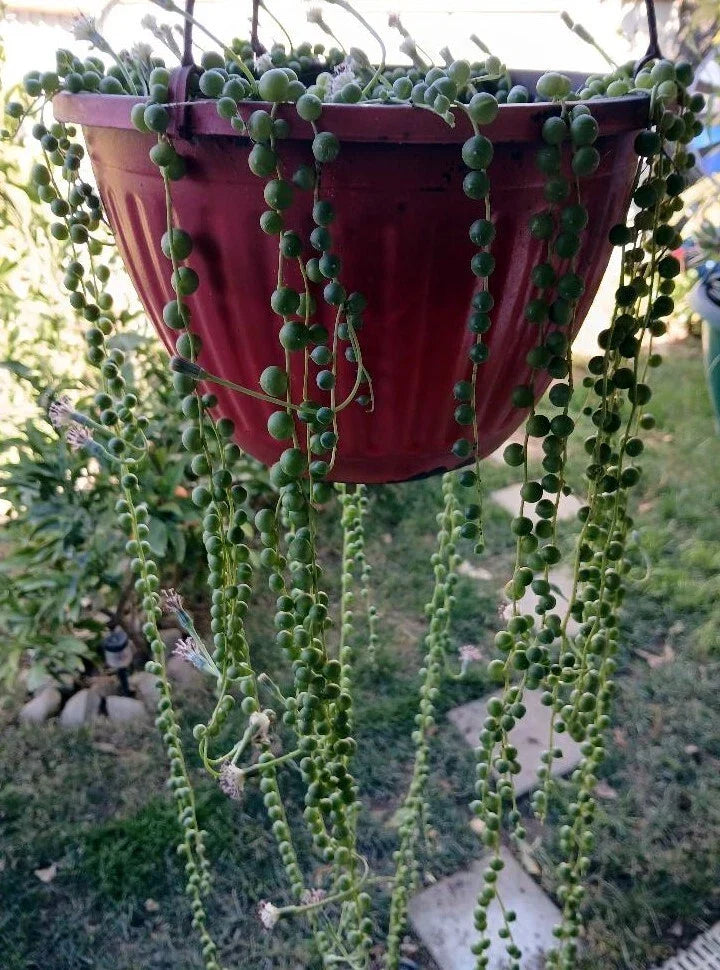 Cactus Cutting 4-6 inches Unique Variety for Plant Propagation Various Species - Ideal for Home Decor and Gardening