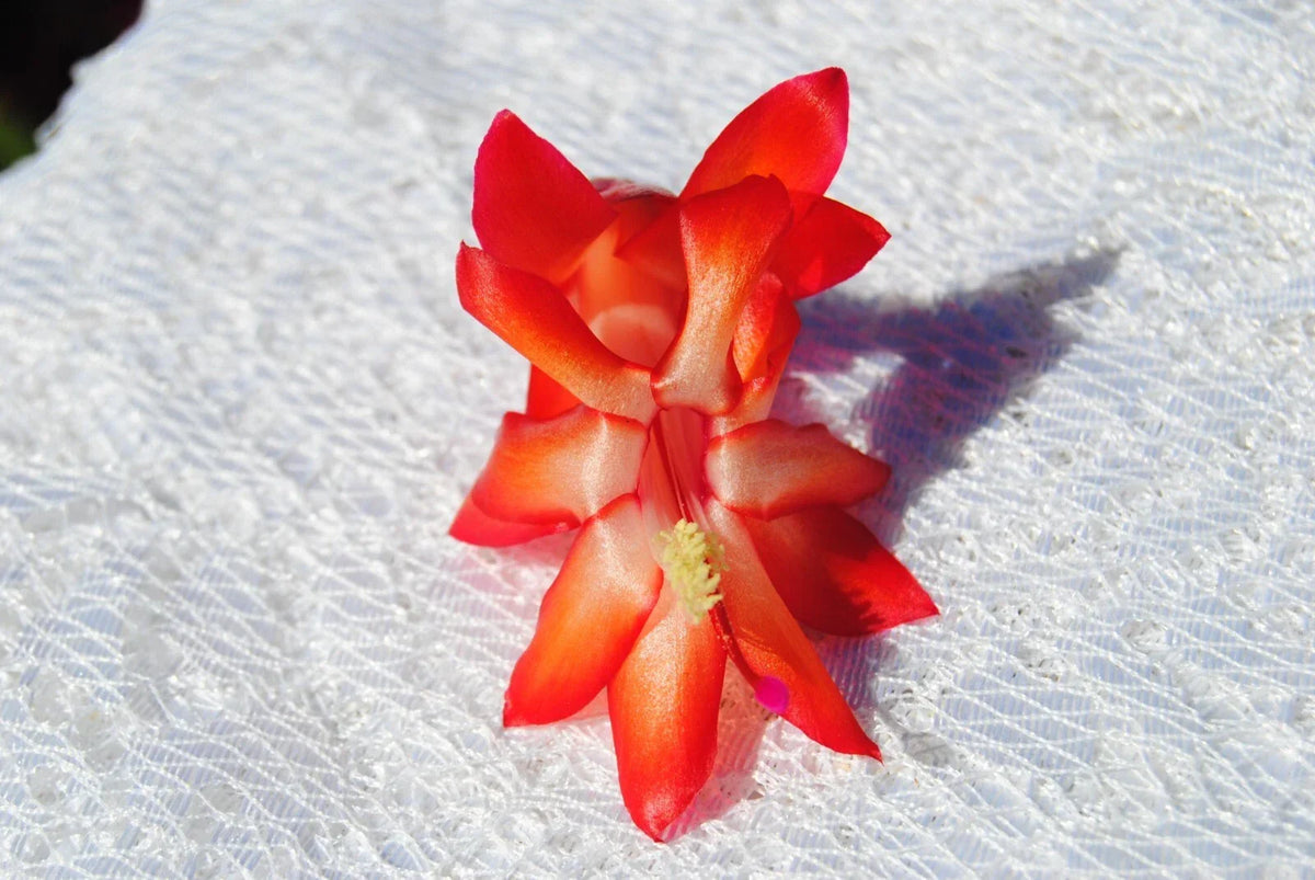 Christmas Cactus Starter Plant - Small Roman Candle - Schlumbergera Truncata - Well Rooted Healthy Plant