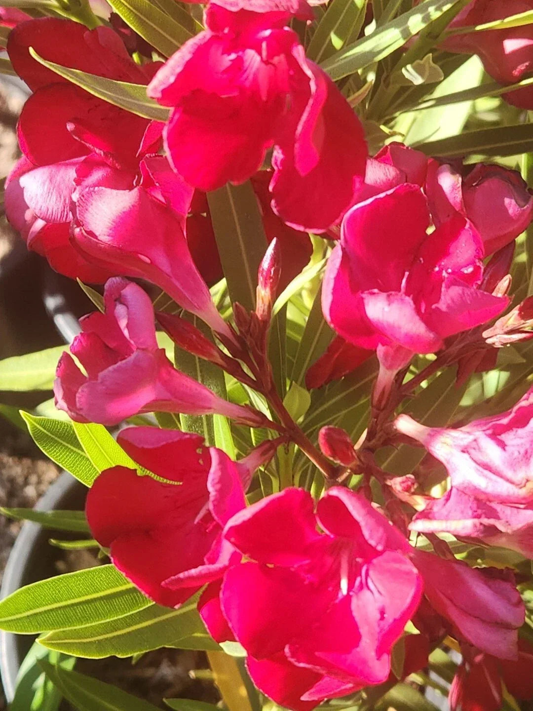 Red Oleander Seeds - 60 Fresh Nerium Flower Seeds for Planting - Oleander Bush House Plant - Nerium oleander