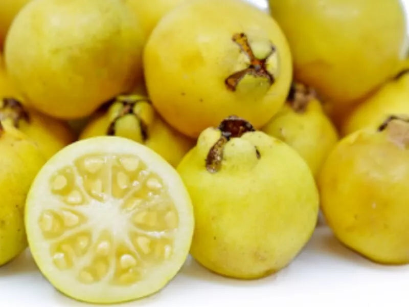 Yellow Lemon Guava Seeds - 20 Pack - Tropical Fruit Seeds - Psidium guajava - Easy to Grow for Home Gardeners
