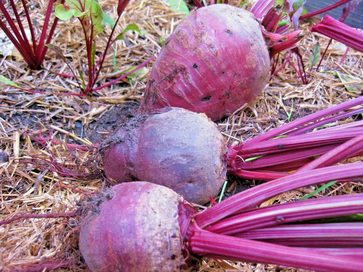 Detroit Dark Red Beet Seeds - 100+ Heirloom Vegetable Seeds - Easy to Grow - Beta vulgaris - Perfect for Garden & Patio