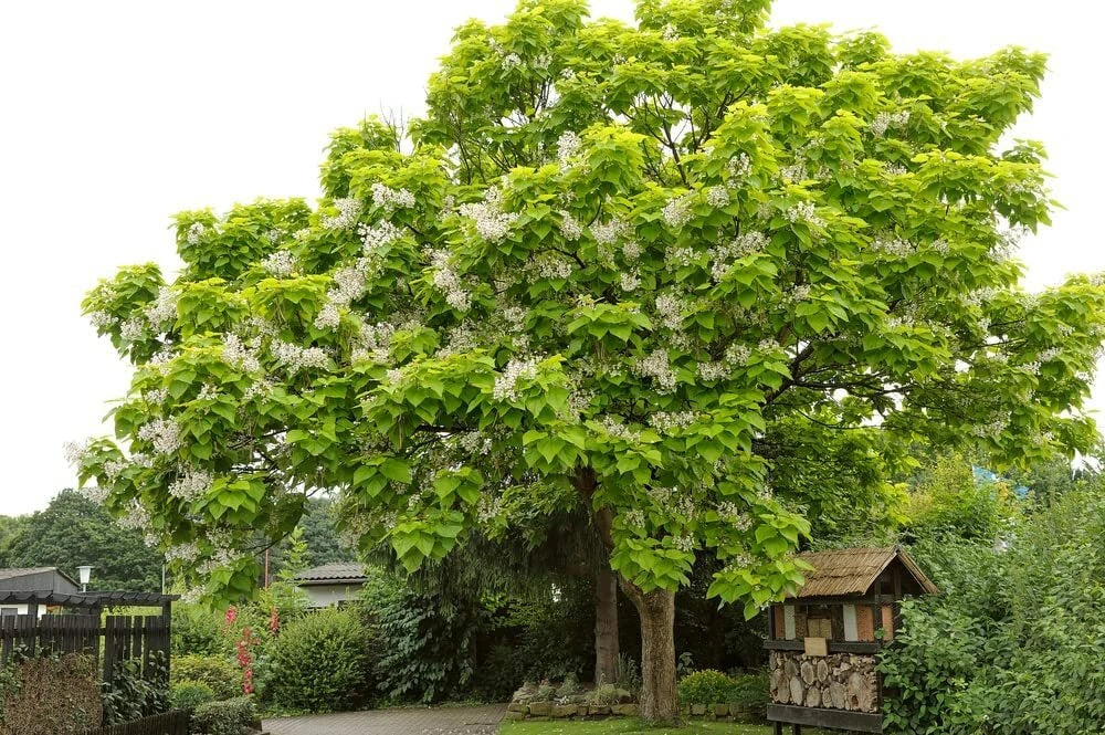 Catalpa Tree Seeds - 100 Count - Flowering Variety - Catalpa bignonioides - Fast-Growing, Deciduous Tree for Landscaping