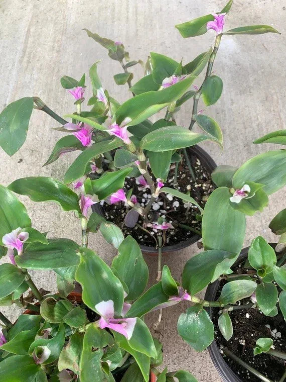 Variegated Tradescantia Cuttings - 3 Blushing Bride Houseplant Cuttings for Indoor Gardening - Tradescantia albiflora 'Blushing Bride'