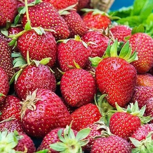 Albion Strawberry Plants - 10 Bare-Root Everbearing Day Neutral - Fragaria × ananassa 'Albion' - Freshly Dug, Quick Shipping