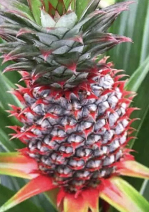 Florida Special Pineapple Plant - 1 Live Starter Plant - Ananas comosus - Tropical Fruit for Home Gardeners