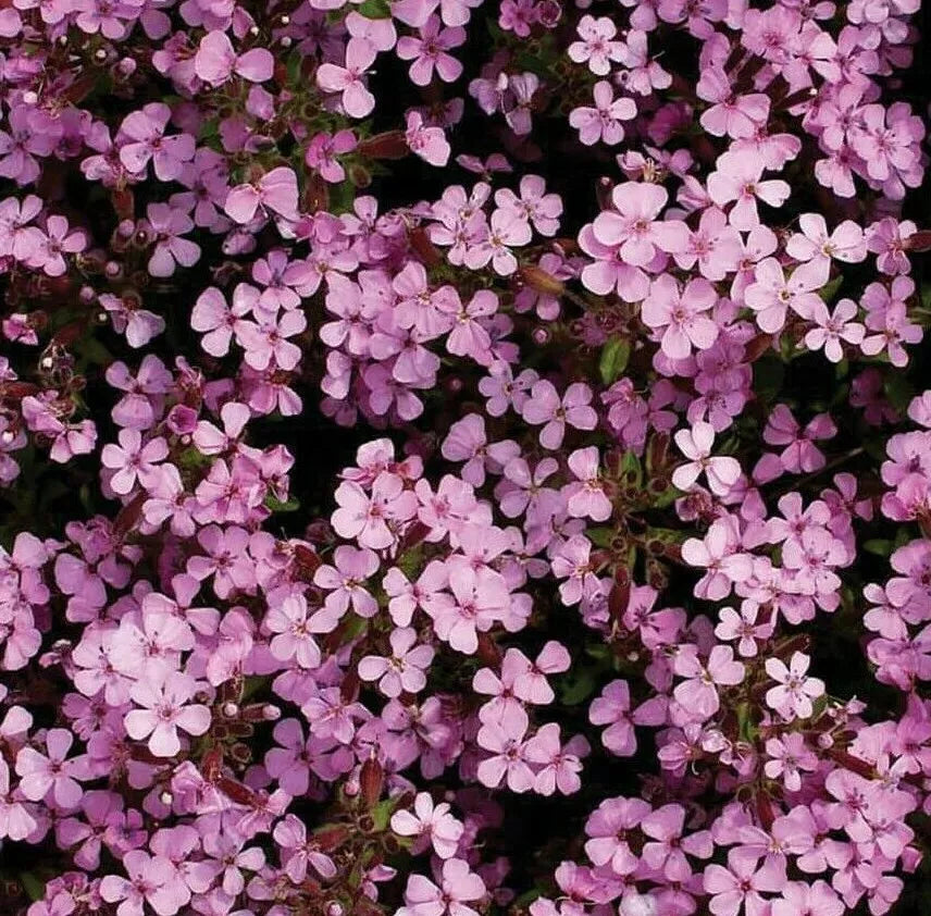 Rock Soapwort Seeds 500+ | Creeping Groundcover | Saponaria ocymoides | Drought-Tolerant Perennial Flower