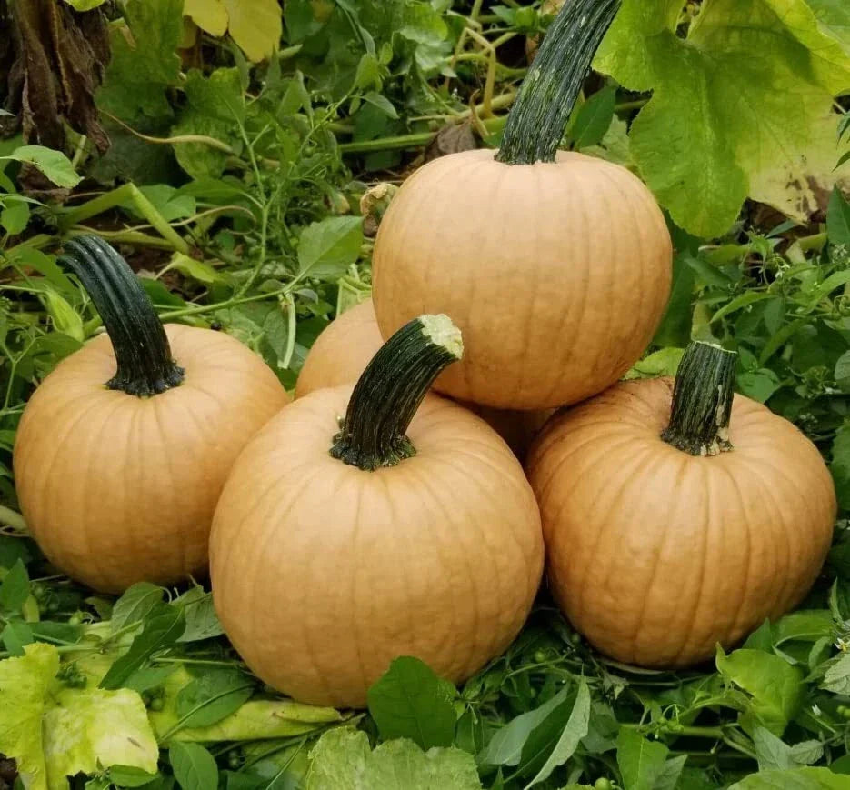 Hot Chocolate Pumpkin Seeds - 10 Heirloom Organic Seeds - Unique Flavor Cucurbita pepo - Ideal for Planting and Baking
