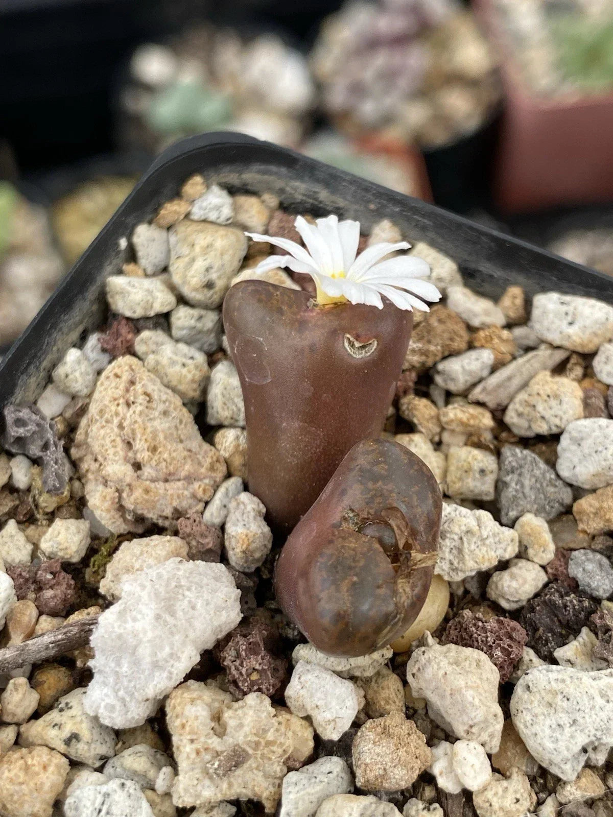 Conophytum Pellucidum Pardicolor Live Plant 2" Pot - Deep Brown Succulent Cactus with White Flowers - Easy Care