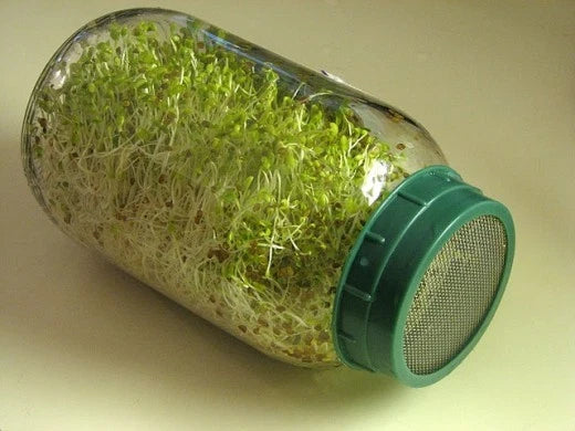 Alfalfa Seeds 4000 Count for Sprouting - Medicago sativa - Non-GMO Nutrient-Dense Sprouts for Salads & Smoothies
