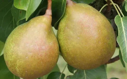 Beurre Superfin Pear Seeds - 25+ Count - Pyrus communis - Organic Home Garden Planting - USA