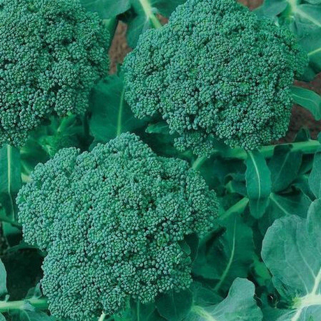 Broccoli Seeds 500+ Calabrese Non-GMO Brassica oleracea | USA Seller, Free Shipping