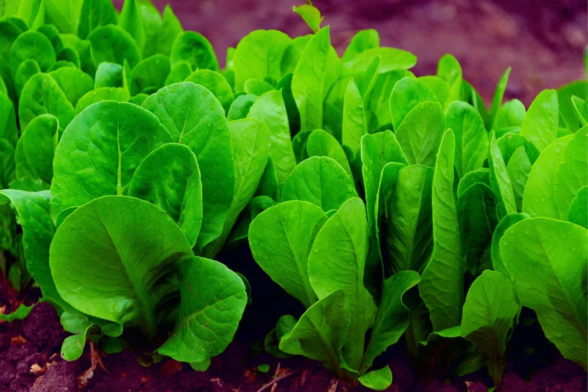 Spinach Seeds for Planting - 200+ Organic Space Hybrid Spinach Seeds - Non-GMO, High Yield, Spinacia oleracea