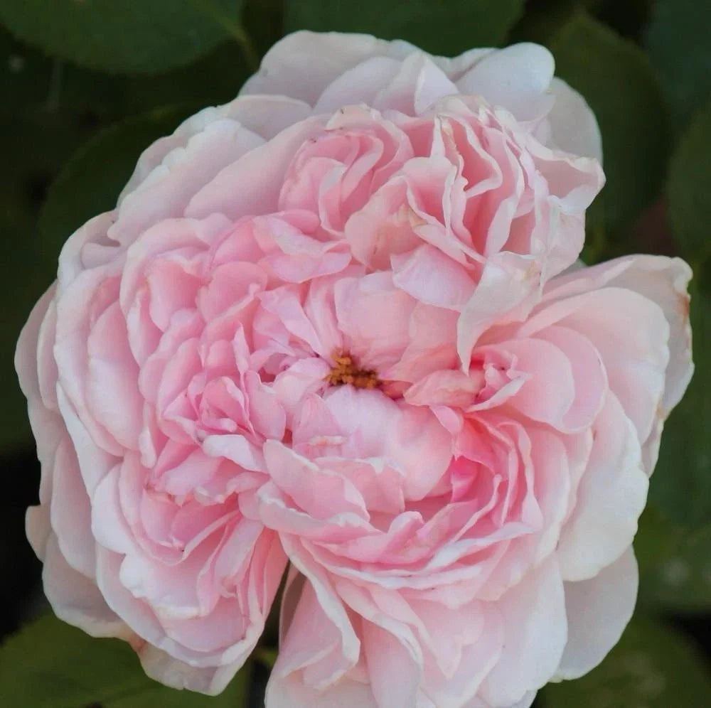 Climbing Rose Plant Cuttings - 3 Unrooted 6" Cuttings - Auswith Pink - Rosa 'Auswith' - Ideal for Home Gardens