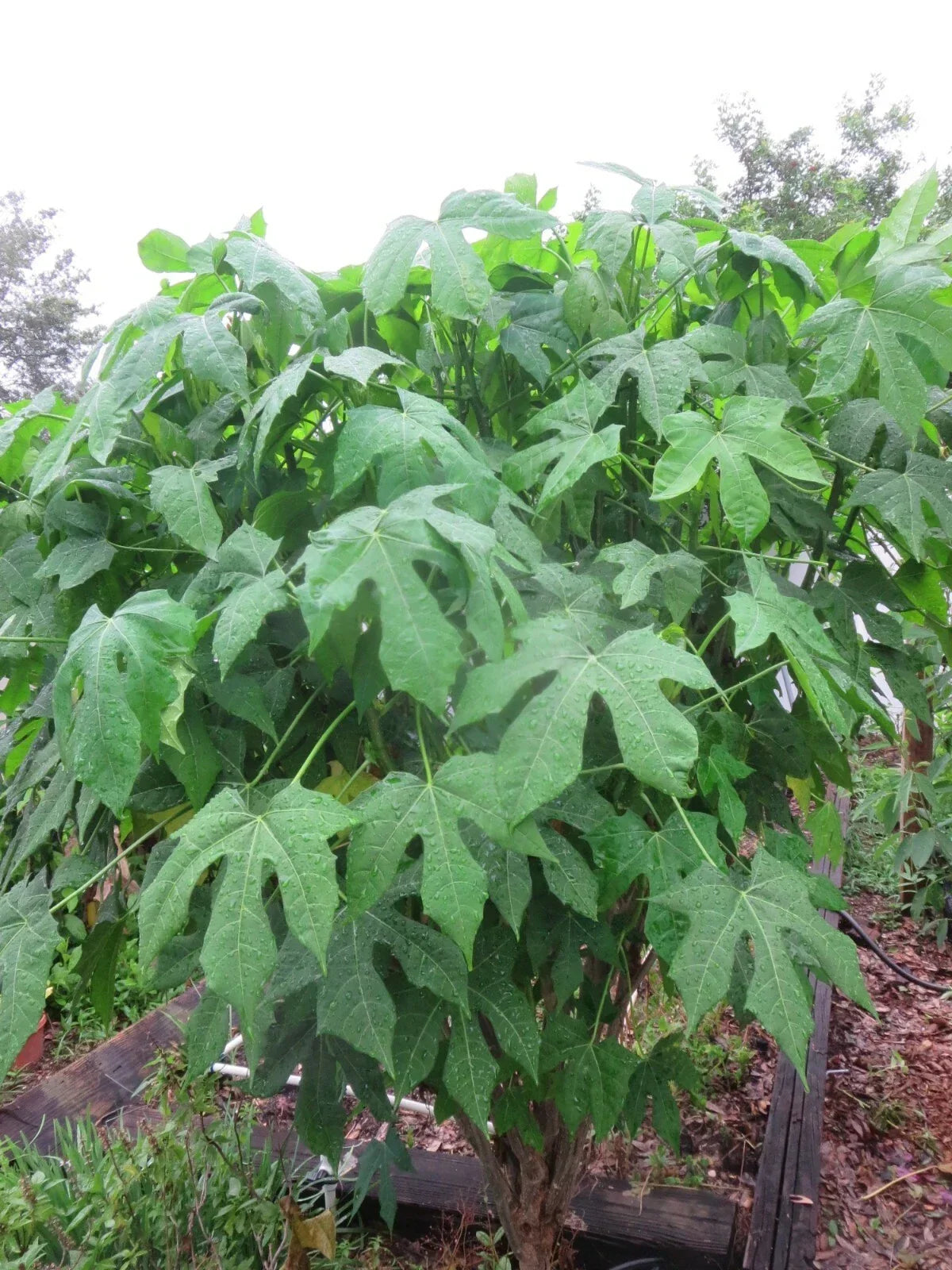 Organic Chaya Cuttings - 5 Plant Cuttings - Spineless Chaya Mansa Maya - Cnidoscolus aconitifolius - Perfect for Edible Gardens